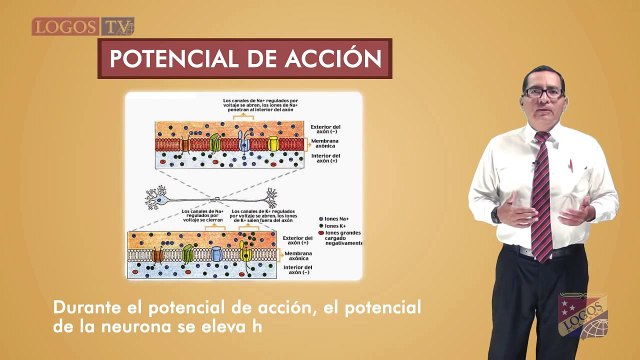Potencial de acción y de reposo de las neuronas