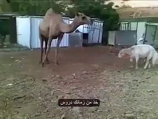 Camel VS Sheep Fight Very Interesting
