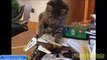 Cat Videos Funny   Funny Videos   Funny cats   Cat Funny pictures   Funny Animals