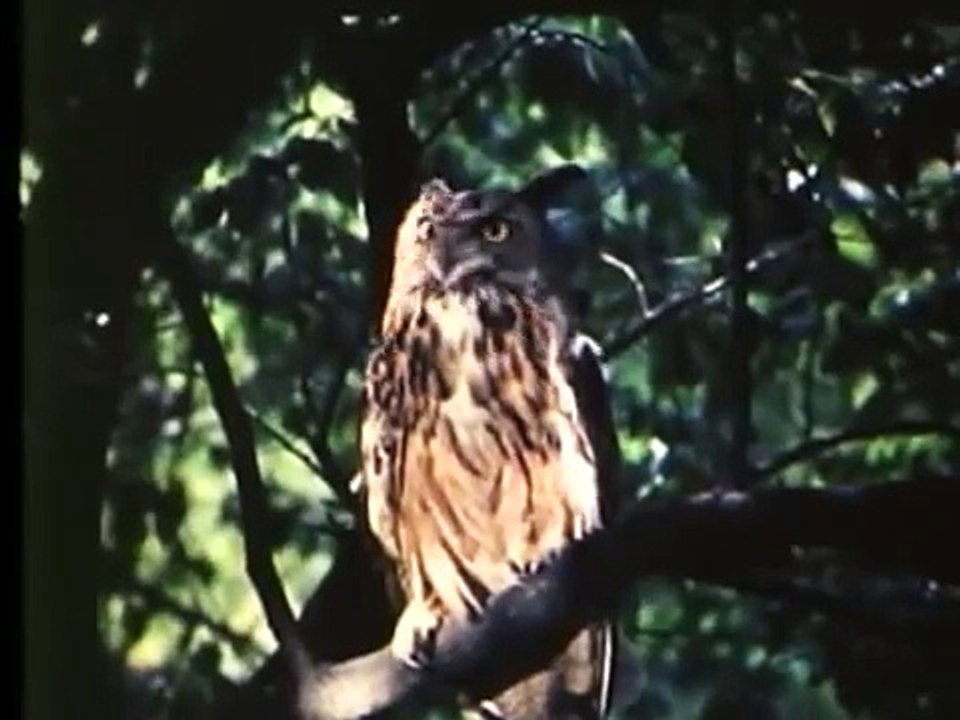 owls and snakes