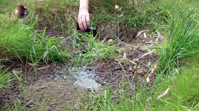 les petits lapins du fond du jardin