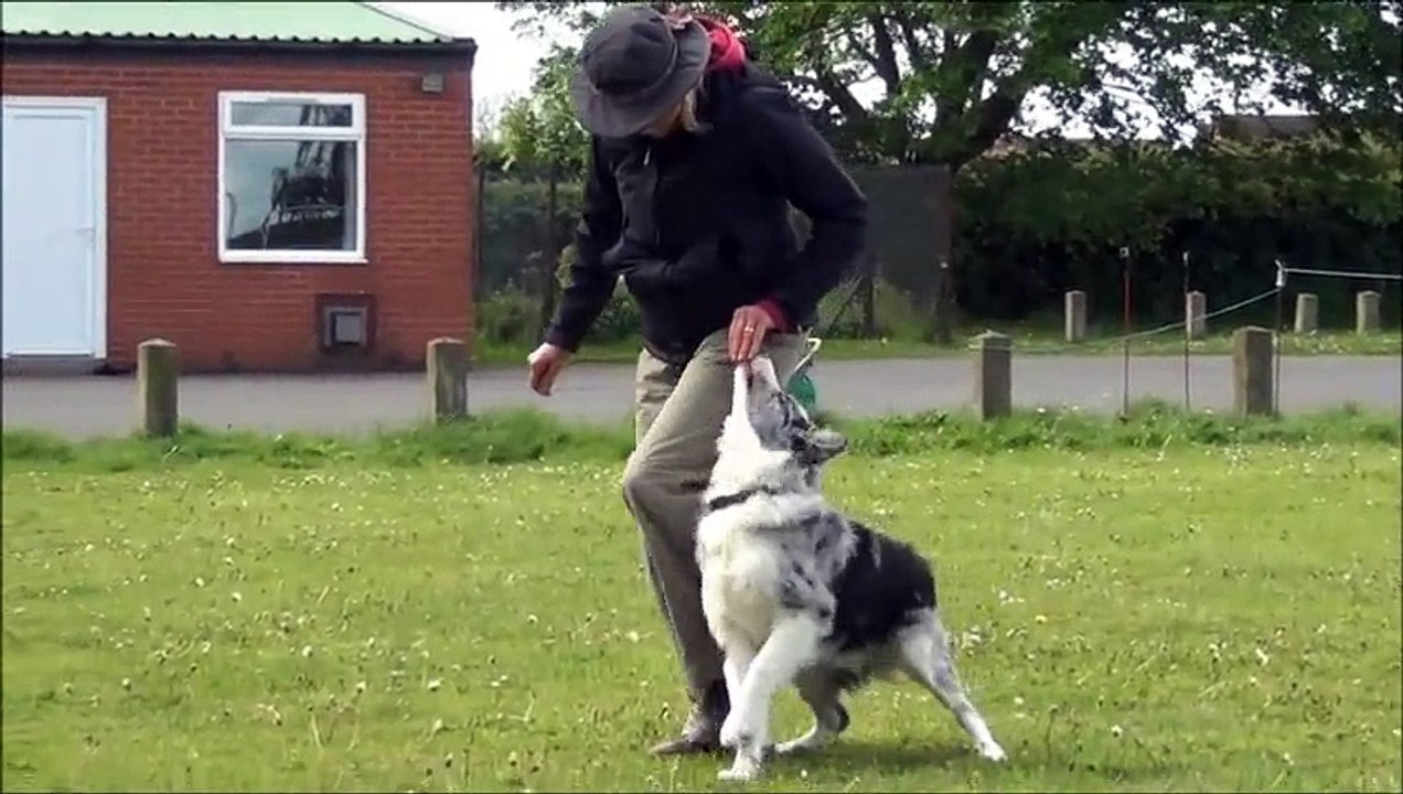Shirley Clowes obedience training may 2015