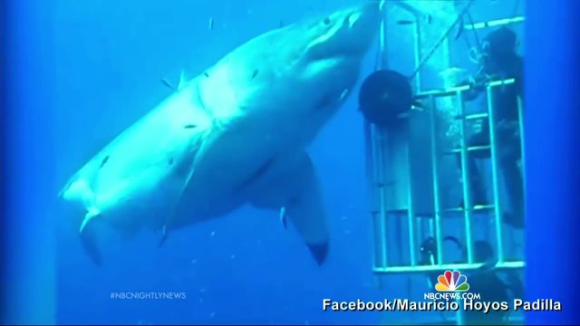 Say Hello to Deep Blue ‘The Biggest Shark Ever Filmed’