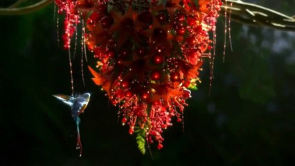 Getaran Jiwa Tafsiran Sufi HD