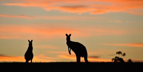 Canguros (Macropus rufus)