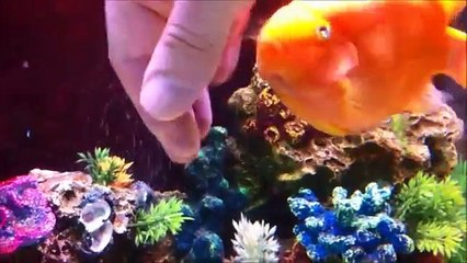 Ce petit poisson se fait caresser par son propriétaire, sa réaction est impressionnante