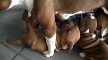 64ème vidéo Chiots de la 21ème portée de Staffordland