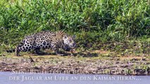 Jaguar fängt Krokodil - Ein sensationeller Jagd-Krimi
