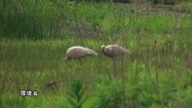 休耕田でエサを探す放鳥トキの幼鳥2羽 （2012年6月6日）