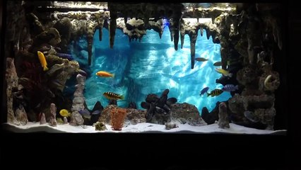 DIY Underwater Cavern Aquarium with 3D background