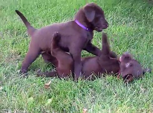 5-week-old chocolate lab puppies wrestling - Too cute!