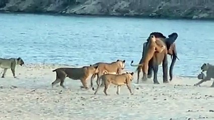 GENÇ FİL 14 ASLANA KARŞI