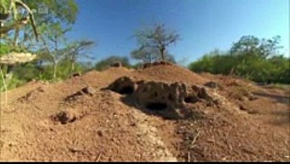 Les superpouvoirs des animaux  Les Fourmis HD