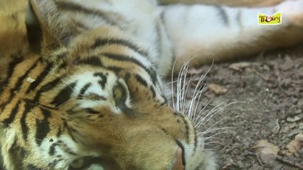 Le tigre, espèce protégée en danger d'extinction !