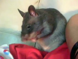 Gambian pouched rat Pan