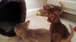 Aksum Abyssinians - kittens playing at 4 1/2 weeks old