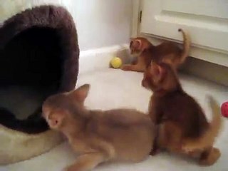 Aksum Abyssinians - kittens playing at 4 1/2 weeks old