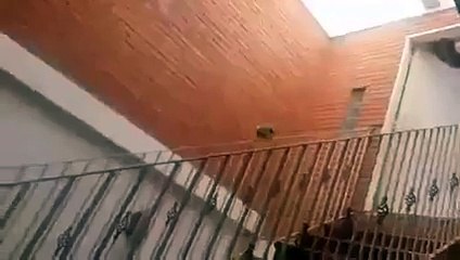 Quand un Perroquet s'amuse à faire du Toboggan sur une Rampe d'Escalier