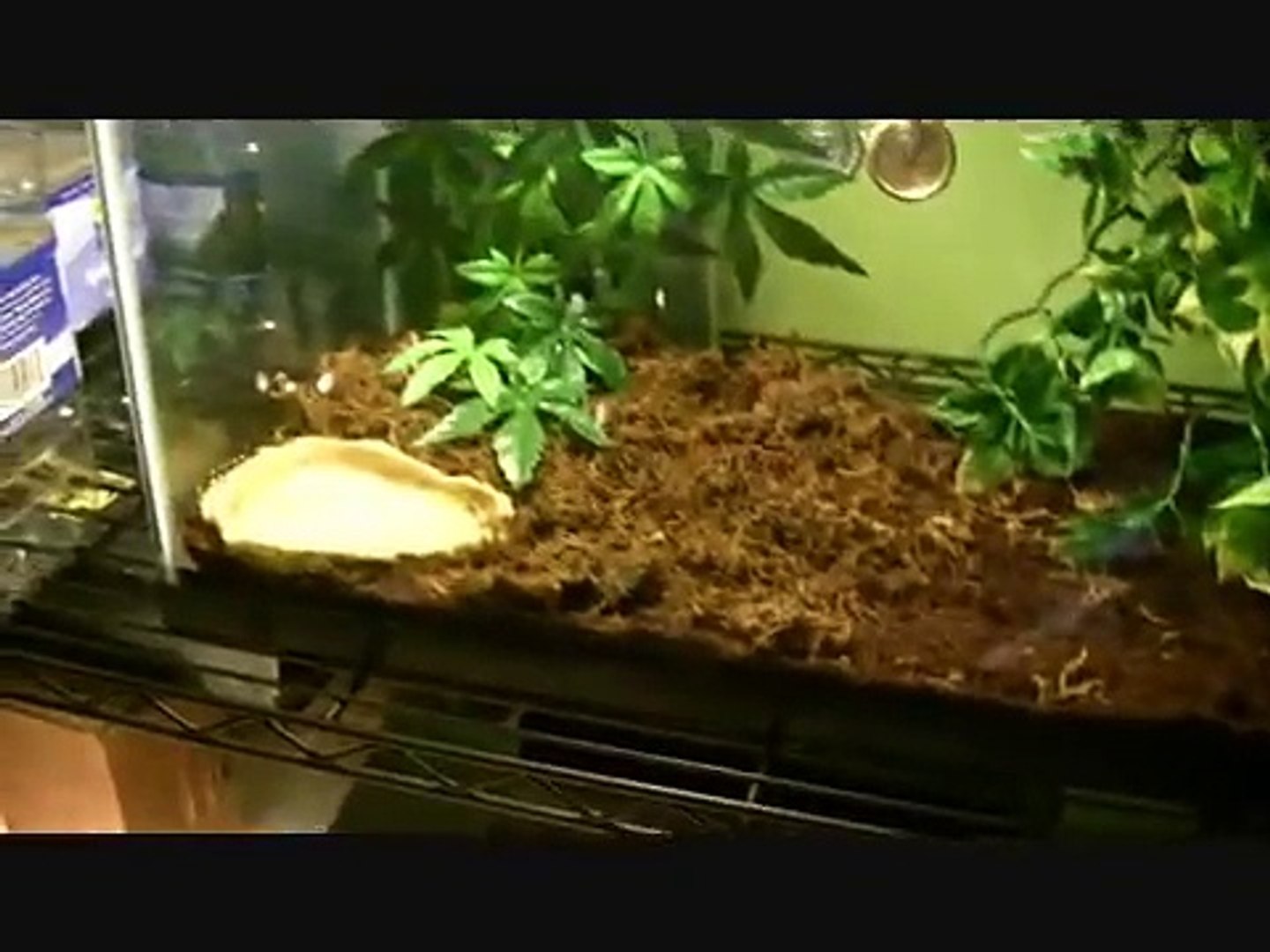 pacman frog aquarium