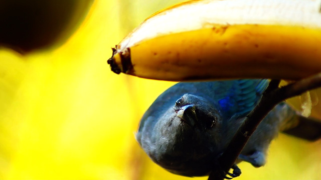 Pássaros silvestres livres na Praia da Enseada no Liotral Norte de SP, Brasil