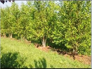 Help a Farmer ... Buy a River Birch Tree