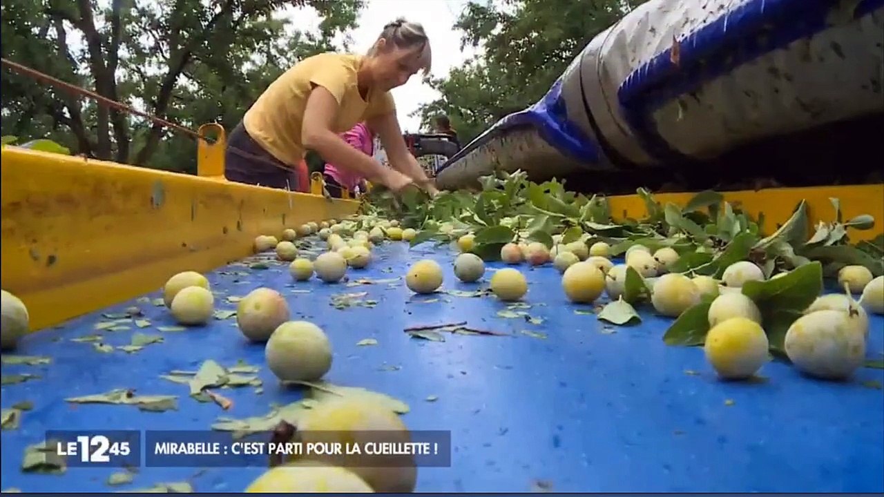 La mirabelle c'est parti !
