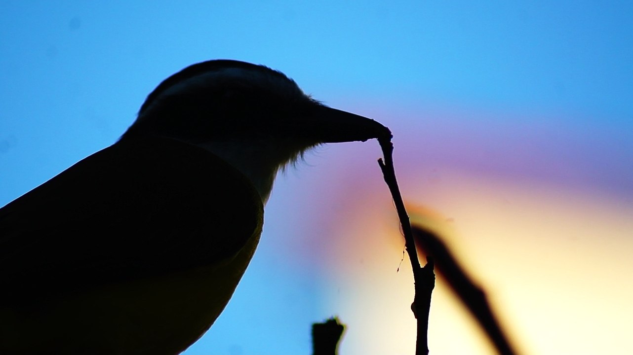 Pássaros silvestres livres na Praia da Enseada no Liotral Norte de SP, Brasil