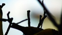 Pássaros silvestres livres na Praia da Enseada no Liotral Norte de SP, Brasil