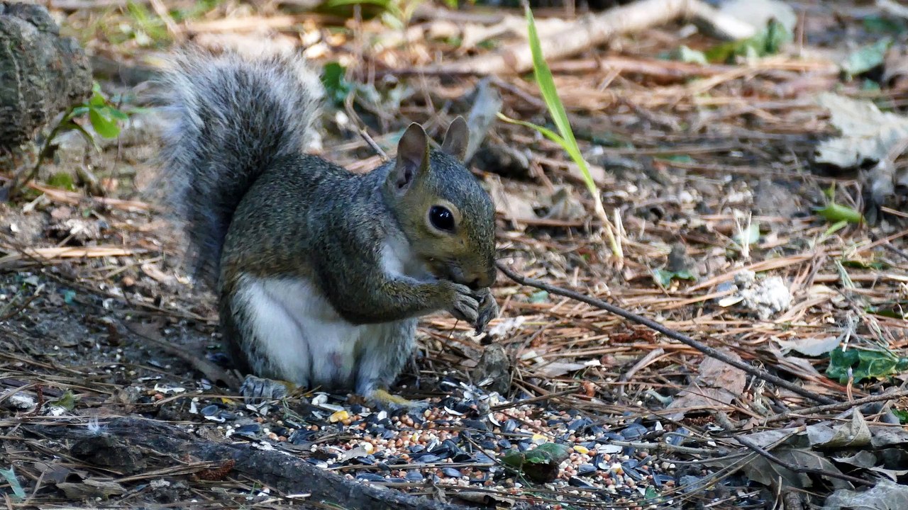 Squirrel