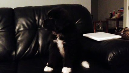 Sleepy puppy adorably falls over