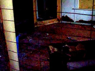 Fox sounds BARK - Pet Red Fox Ron