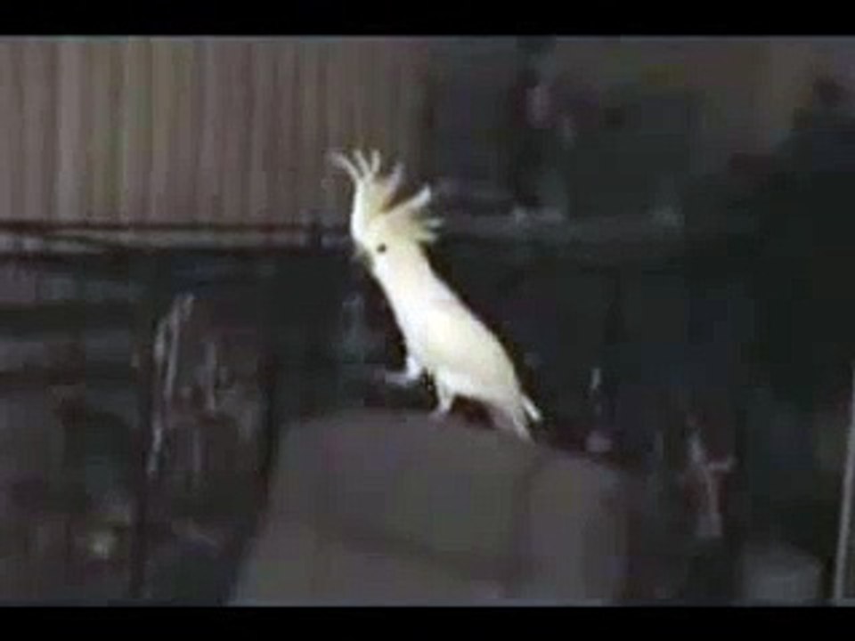 Rolig papegoja dansar och sjunger med musiken