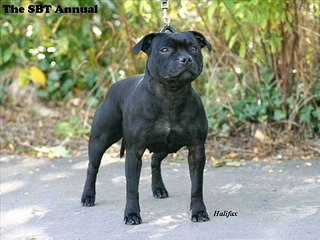 Staffordshire Bull Terrier