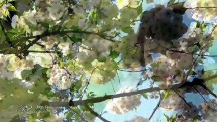 ✿❤✿ BRIAN CRAIN - Song for Sienna ( Piano and Cello Duet)