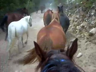 Run Horses Run!