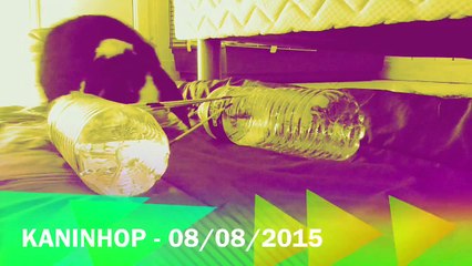 Kaninhop - 08/08/2015