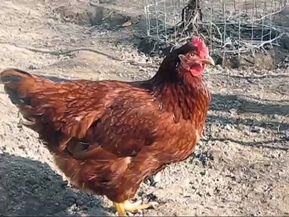 Rhode Island Red Chickens - Eating and Pecking