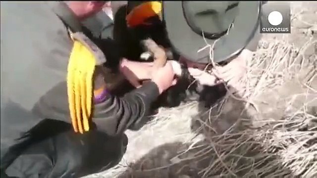 Des policiers colombiens sauvent un chien de la noyade