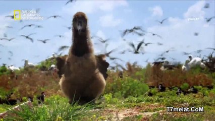 Wild Hawaii.secrets.of.the deep