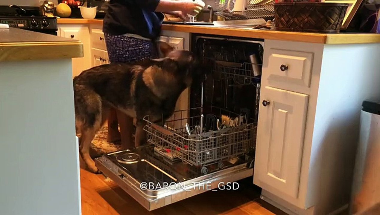 Baron le berger allemand qui range tout tout le temps