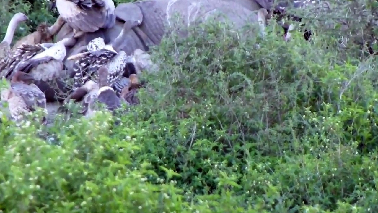 Dead Elephant, Vultures and Hyenas