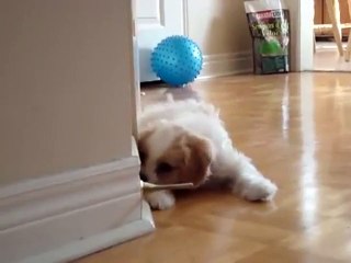 Ce petit chien livre une bataille sans merci avec un arrêtoir de porte