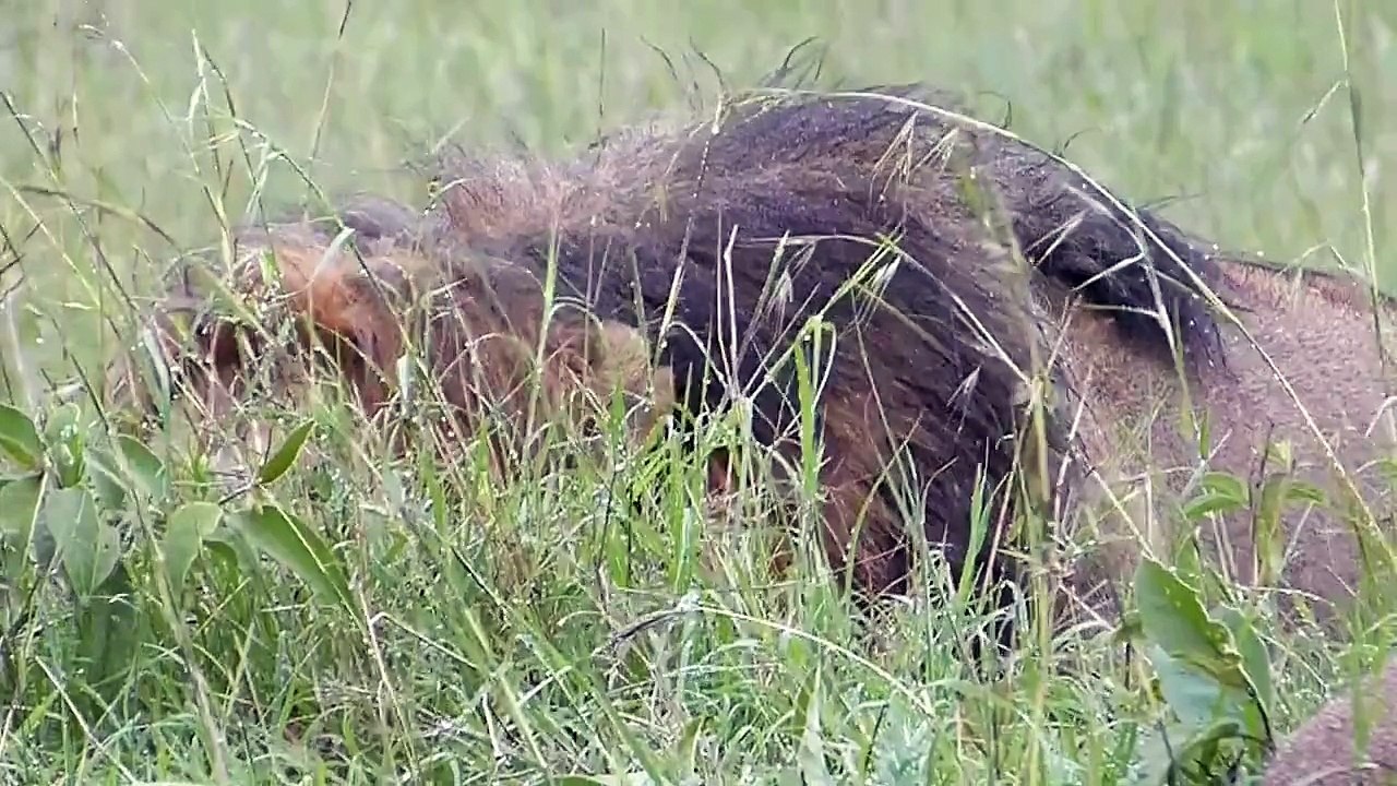 Notch Coalition of Big Male Lions under the rain - Masai Mara - Near Matira Bush Camp