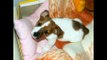 Rapik szczeniak / Lovely Jack Russell Terrier Puppy