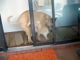 dog humping cat