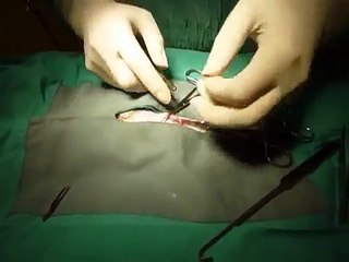 Feline Cat Spay Surgery.MOV