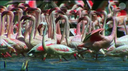 National Geographic Collection - Footage Show Reel