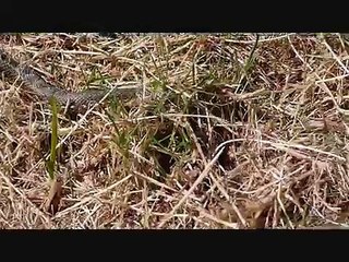 Couleuvre Vipérine (serpent)  - déplacement