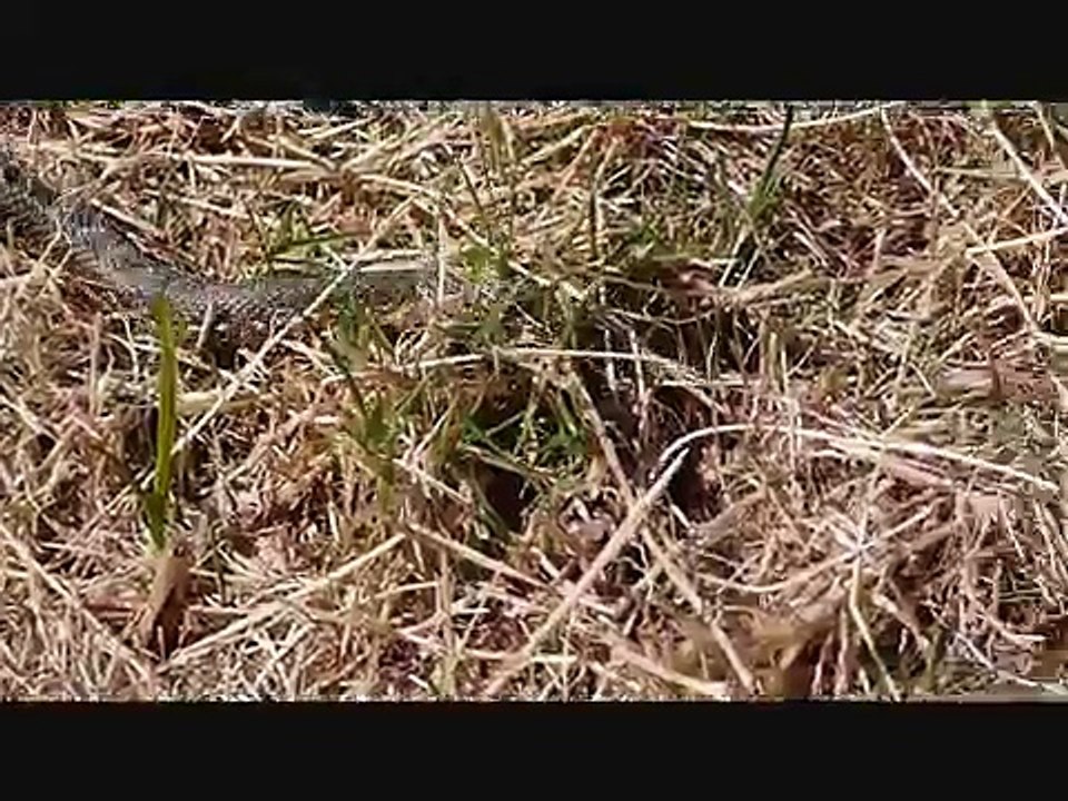 Couleuvre Vipérine (serpent)  - déplacement