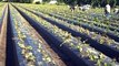 Wish Farms Video: Planting of Strawberry Plants